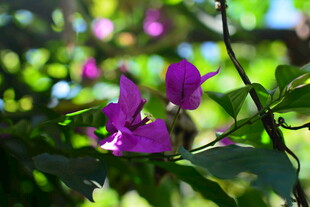 绽放的紫色三角梅