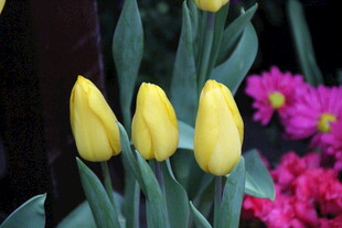 黄色郁金香与多彩花卉