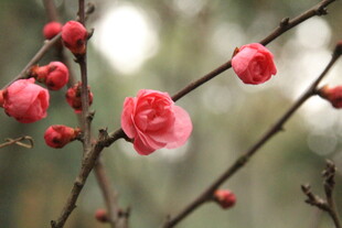 枝头绽放的娇艳红梅花
