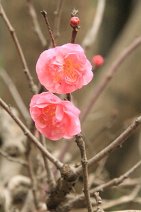 两朵娇艳红梅绽于枝头