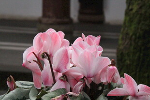 娇艳粉色仙客来绽放