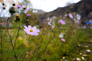 野外绽放的美丽小雏菊
