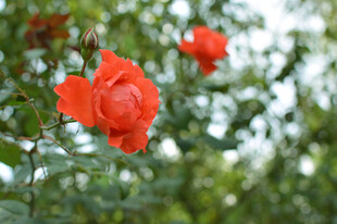 娇艳红玫瑰绽放于绿叶间