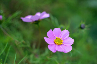 草地上的美丽粉色格桑花