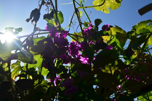 阳光下绽放的紫色花卉