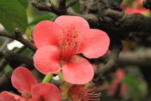 娇艳盛开的粉红色花朵