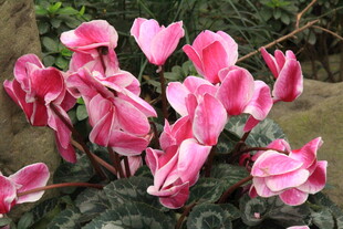 娇艳粉色仙客来花卉