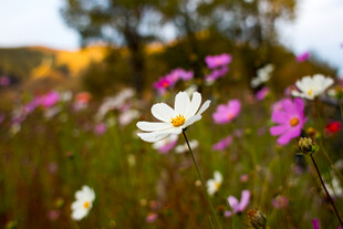 花海中的多彩雏菊绽放