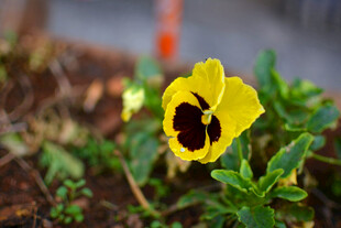 黄色三色堇特写
