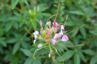 娇艳醉蝶花绽放绿叶间