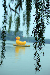 湖面上的黄色脚踏船与垂柳