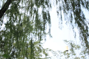 垂柳依依 绿意盎然