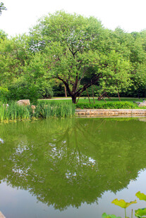 湖畔绿树成荫的静谧景致