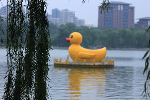湖中可爱大黄鸭
