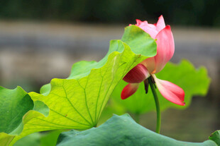 娇艳荷花与翠绿荷叶