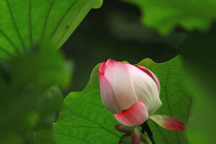 含苞待放的娇艳荷花