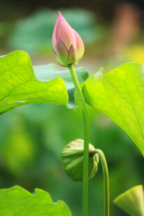 含苞待放的粉嫩荷花