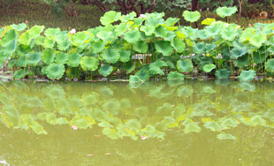 池塘中的水生植物倒影