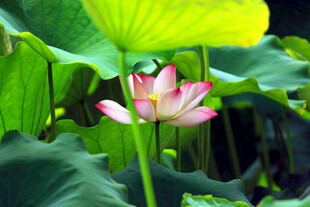 绽放的娇艳荷花