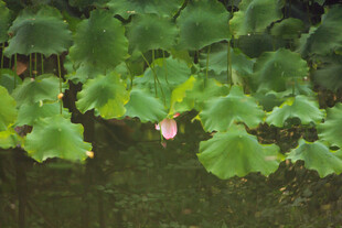 荷叶丛中的粉色荷花