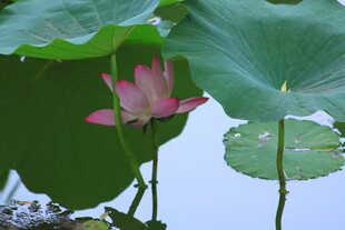 绽放的荷花与荷叶
