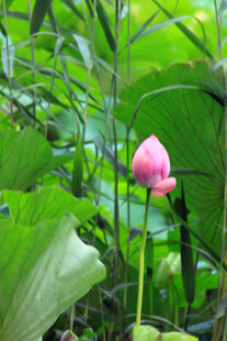 粉荷挺立绿叶间
