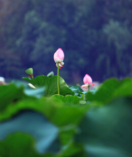 含苞待放的粉色荷花