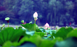 荷塘中绽放的清新荷花