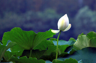 白荷挺立绿叶间