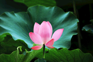 娇艳荷花绽放于绿叶间