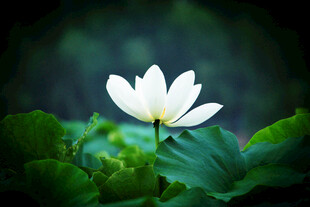 洁白莲花绽放绿叶间