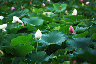 荷塘中绽放的荷花与荷叶