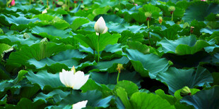 绿叶丛中绽放的白色花朵