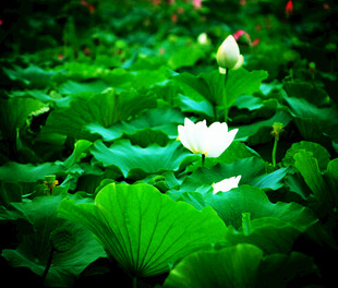 荷塘中的圣洁白莲花