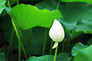 含苞待放的洁白荷花