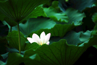 绿叶丛中绽放的洁白荷花