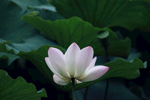 绽放的粉白荷花