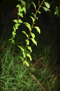夜色中嫩绿的植物枝条