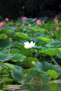 荷塘中的洁白荷花绽放