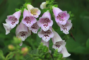 毛地黄花朵特写