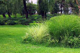 绿意盎然的草地与绿植景观