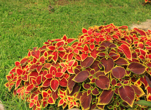 多彩彩叶草装点绿色草地