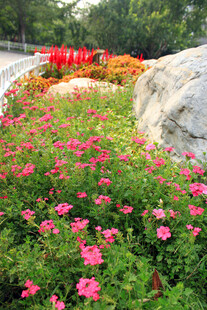 花丛中的多彩景致