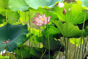 夏日荷塘中的娇艳荷花