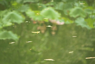 池塘莲叶间的小鱼嬉戏