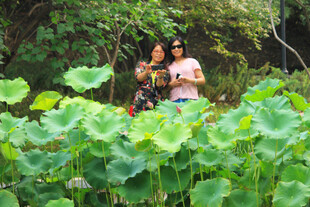 荷塘边的两位青春少女