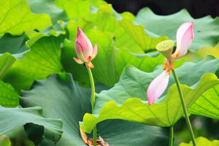 荷塘中的粉嫩荷花与绿叶