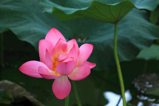 娇艳盛开的粉色荷花