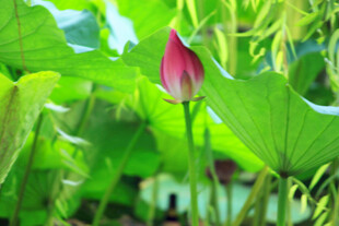 含苞待放的娇艳荷花