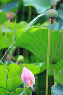 含苞待放的粉嫩荷花